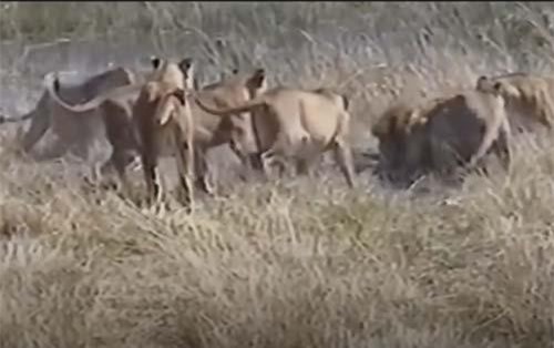 CLIP: Cướp mồi của đàn sư tử, cá sấu trả giá đắt