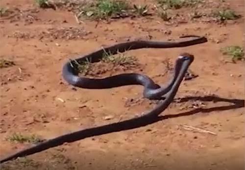 CLIP: Rắn hổ đen mang giết chết và nuốt chửng đồng loại