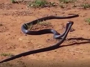 CLIP: Rắn hổ đen mang giết chết và nuốt chửng đồng loại