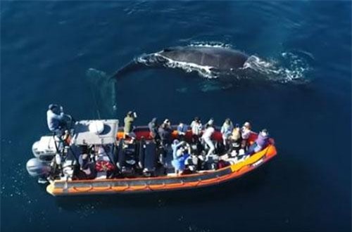 CLIP: Thích thú với khoảnh khắc cá voi lưng gù khổng lồ bơi cạnh thuyền khách du lịch