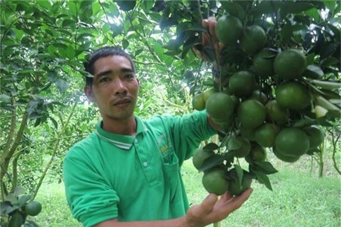 Cần Thơ: Bỏ ổi, nhãn, xoài, 'độc tôn' quýt đường quy mô lớn, thu đều tiền tỷ