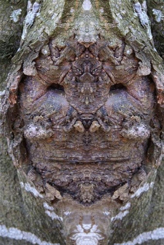 Chết khiếp trước 'gương mặt' của những quái cây đáng sợ (Phần 2)