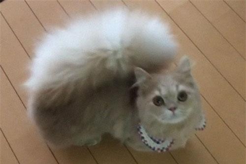 Chiêm ngưỡng chú mèo 'lai sóc' đang 'gây bão' trên mạng xã hội