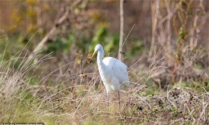 Chuột đồng tuyệt vọng la hét khi bị cò trắng xơi tái