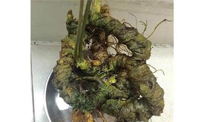 Củ tam thất cổ 20 triệu/kg hiếm có ở Hà Nội