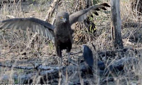 Đại bàng quyết chiến nảy lửa với rắn hổ mang