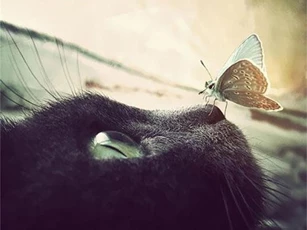 Độc đáo bướm cổ tích ghé thăm vương quốc động vật