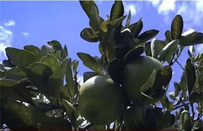 Đồng Tháp: Làm giàu nhờ trồng cam Cara ruột đỏ