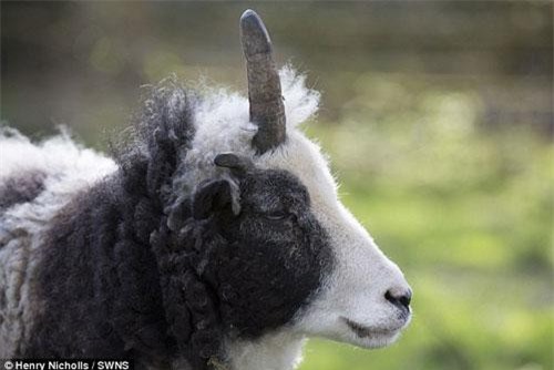 Gặp cừu một sừng độc đáo hút đông đảo người xem