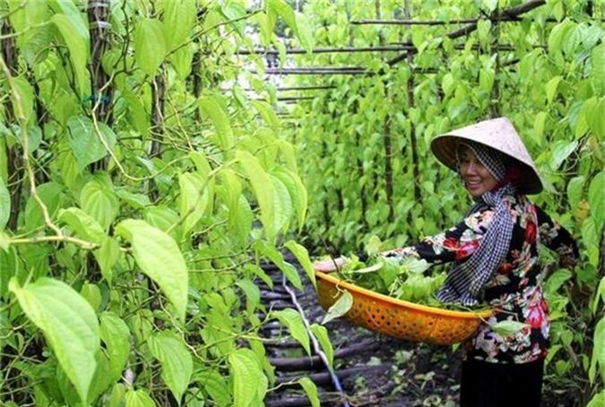 Hậu Giang: Cả làng trồng trầu vừa đẹp vừa rủng rỉnh tiền tiêu