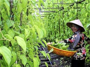Hậu Giang: Cả làng trồng trầu vừa đẹp vừa rủng rỉnh tiền tiêu