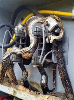 Hoảng hồn phát hiện rắn khổng lồ trong ổ điện