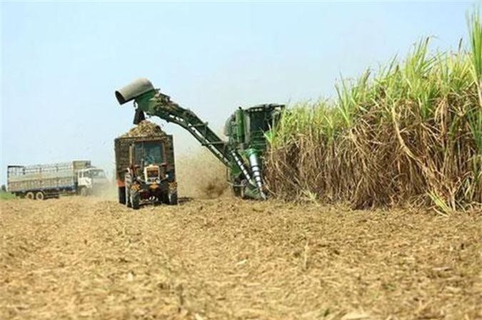 Không còn đường lùi cho ngành mía đường Việt Nam
