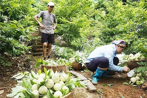 Lạng Sơn: Hiệu quả kép từ mô hình trồng na