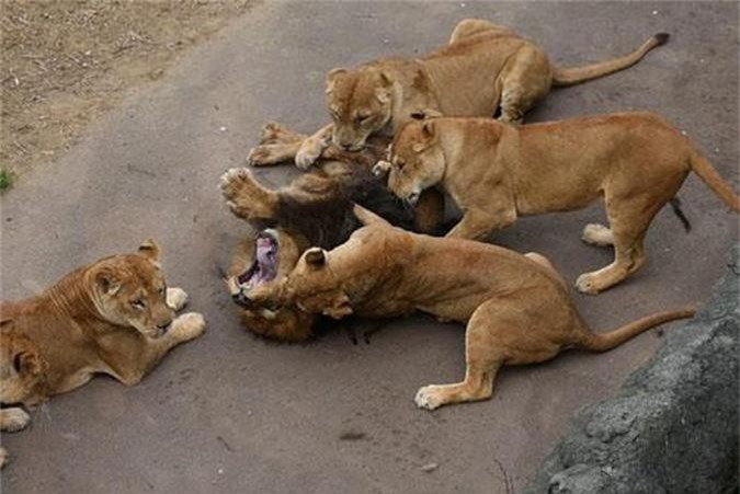 Lãnh chúa vùng đồng cỏ bị 'dàn hậu cung' hành hạ tả tơi