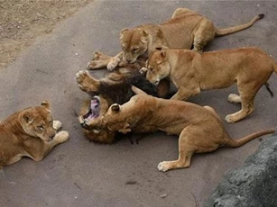 Lãnh chúa vùng đồng cỏ bị 'dàn hậu cung' hành hạ tả tơi