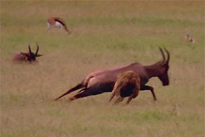 Linh dương Savannah chết thảm vì bị linh cẩu cắn trúng chỗ hiểm