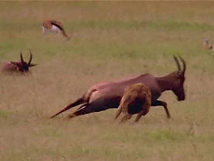 Linh dương Savannah chết thảm vì bị linh cẩu cắn trúng chỗ hiểm