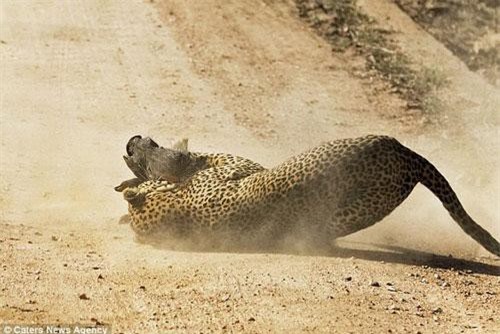 Lợn lòi mẹ liều mạng tấn công báo gấm bảo vệ con