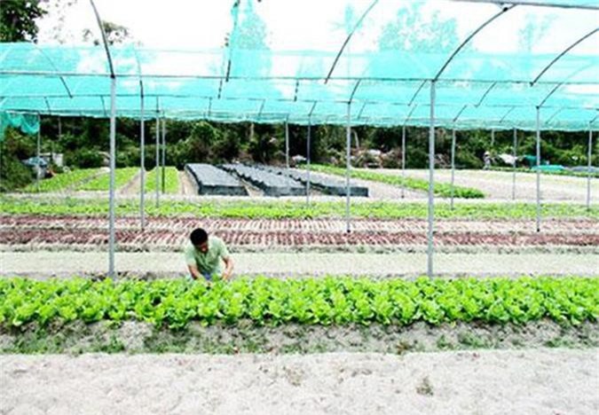 Phú Thọ: Hái quả ngọt từ vùng rau an toàn