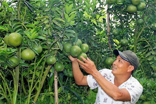 Trai miền Tây làm vườn cam sành bạc tỷ trên đất Lâm Đồng