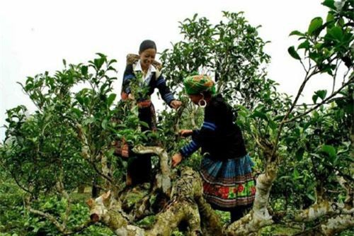 Tủa Chùa, Điện Biên: Phát triển HTX để giảm nghèo bền vững