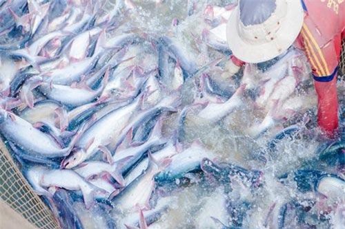 Xuất khẩu thủy sản suy giảm