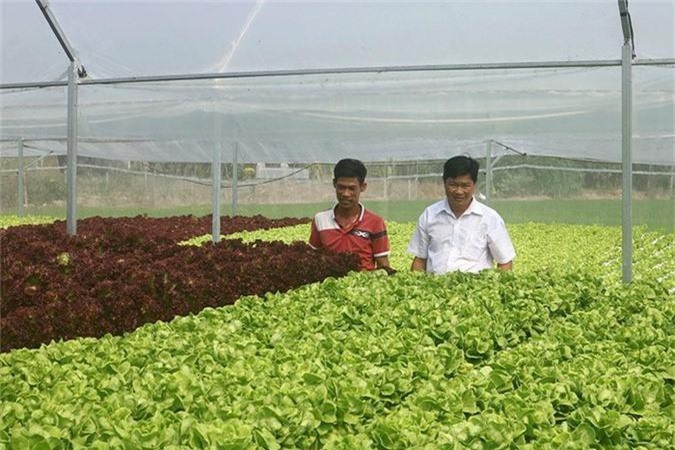 An Giang: Trồng rau thủy canh, mỗi ngày bán cả tạ, thu 8-10 triệu