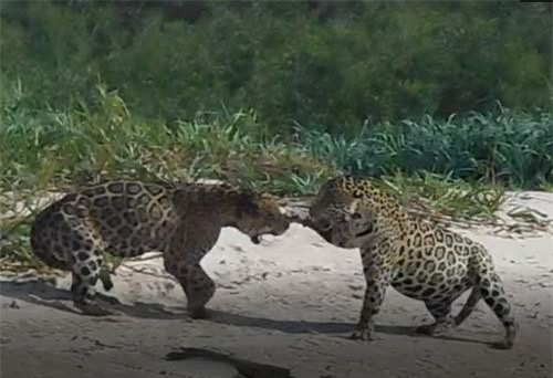 CLIP: Hai con báo đốm đại chiến giành địa bàn