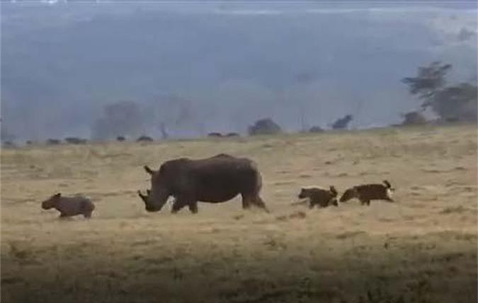 CLIP: Linh cẩu liều mạng tấn công tê giác