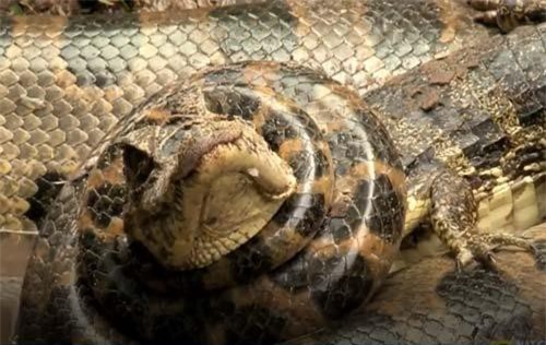 CLIP: Trăn anaconda khổng lồ đoạt mạng cá sấu