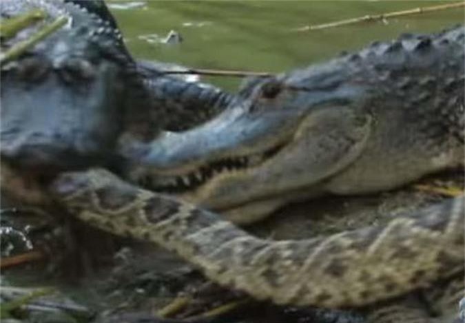 CLIP: Vừa nuốt chửng con non, rắn đuôi chuông liền 'tan xác' dưới hàm răng cá sấu mẹ