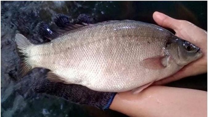 Cá mú Úc 2 triệu đồng 1 con, hàng đi máy bay chờ 1 tuần mới có