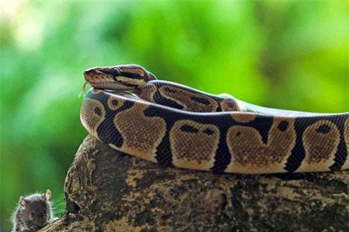 Cận cảnh con trăn đói rình rập, xơi tái chuột trong vài giây