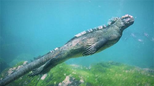 Cận cảnh cự đà khổng lồ bơi như rắn dưới biển