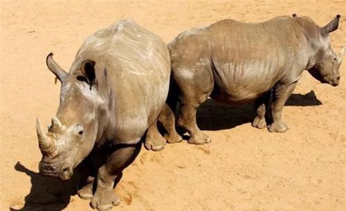 Chiến dịch thu thập móng tay người thay cho sừng tê giác