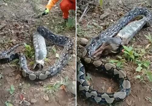 Chó cưng biến mất, bà lão đi tìm phát hiện sự thật hãi hùng