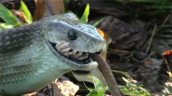 Clip: Rắn Mamba đen và 'nụ hôn thần chết' khiến con người khiếp sợ
