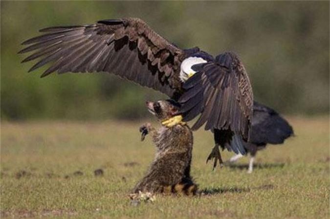 Cuộc săn mồi ngoạn mục của những 'chúa tể bầu trời'