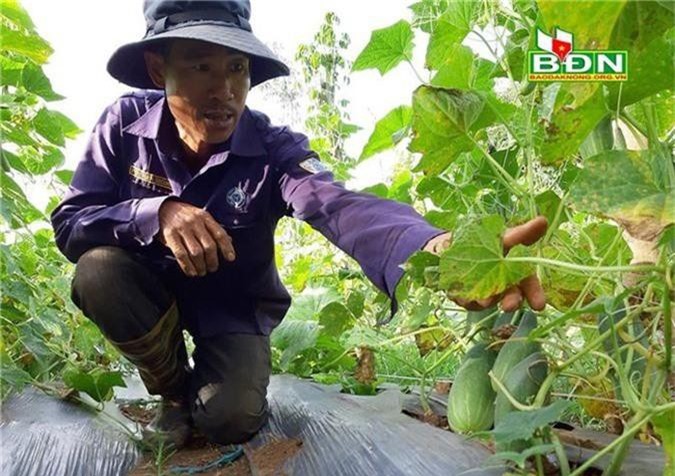Đắk Nông: Trồng dưa chuột 'bố' xen dưa chuột 'mẹ', thu nửa tỷ/ha