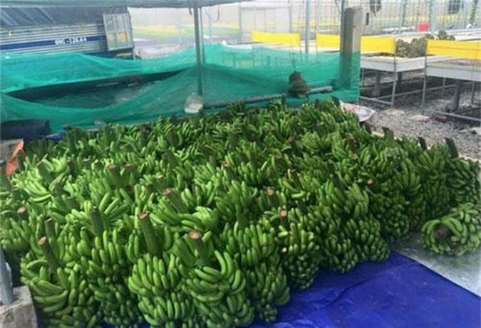 Đồng Nai: Khởi nghiệp thành công từ bài học giải cứu chuối