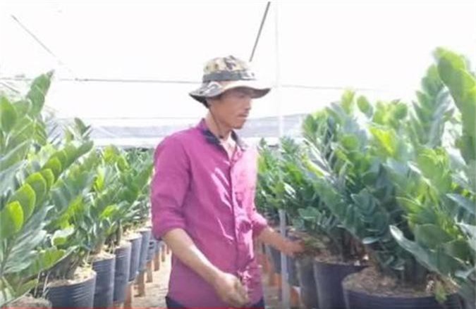 Đồng Tháp: Làm giàu từ mô hình trồng hoa cảnh