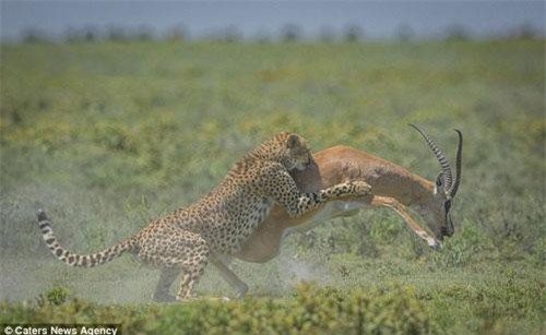 Linh dương tự giải thoát ngoạn mục khỏi nanh vuốt báo gấm