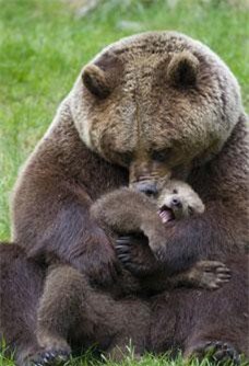 Mẹ con gấu nâu cắn yêu đùa giỡn hạnh phúc