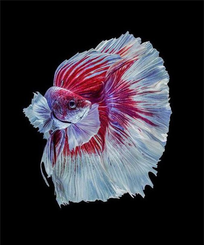 Ngắm những chú cá có bộ vây, đuôi thướt tha như váy cưới