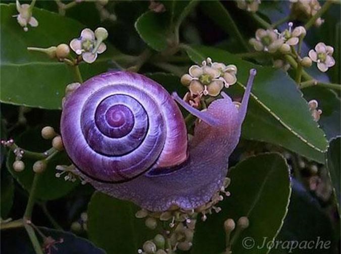 Những động vật sặc sỡ con người khó tin nhưng có thật