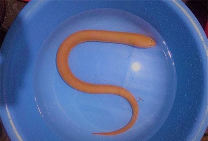 Quảng Bình: Đi đánh cá, bắt được 'sâm động vật' dưới nước quý hiếm