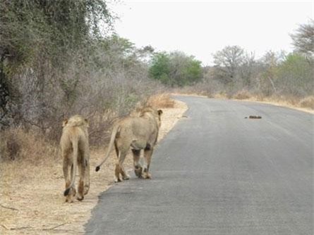 Sư tử dũng mãnh xấu hổ không cướp được thịt của báo đốm