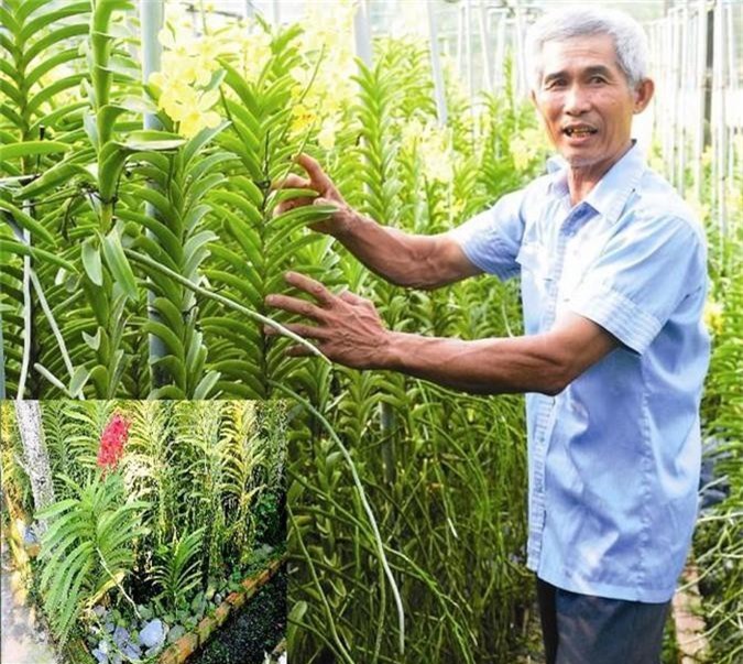 Tây Ninh: Khấm khá nhờ trồng lan trên đá