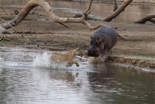 Vượt sông bất cẩn, sư tử suýt phải bỏ mạng trước hàm hà mã